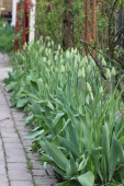 Tulipaner