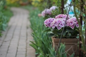 Tulipaner og Hortensia
