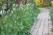 Tulipaner
