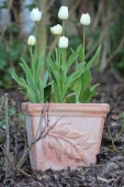 Tulipaner