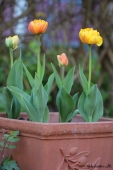 Tulipaner