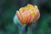 Tulipan