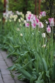 Tulipaner