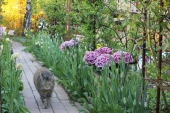 Tulipaner