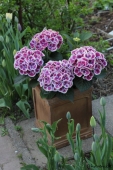Hortensia