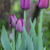 Tulipaner