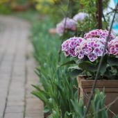 Tulipaner og Hortensia