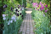 Tulipaner