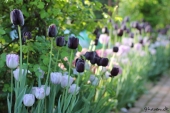 Tulipaner
