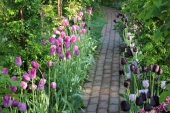 Tulipaner
