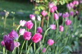 Tulipaner