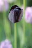 Tulipan; Queen of night