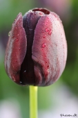 Tulipan; Queen of night