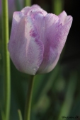 Tulipan; Shirley