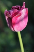 Tulipan