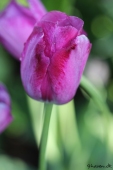 Tulipan