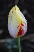 Tulipan