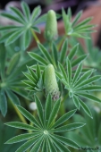 Lupin