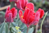 Tulipaner