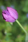 Tulipan