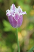 Tulipan