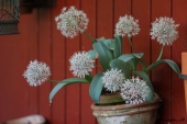 Alium