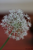 Alium