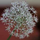 Alium