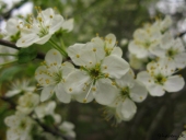 Blommeblomster