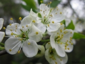 Blommeblomster