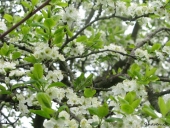 Blommeblomster