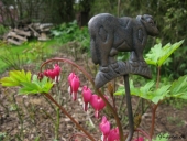 Hjerteblomst