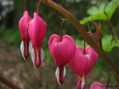 Hjerteblomst