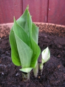 Hosta i krukker