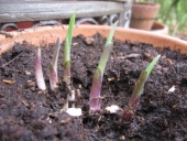 Hosta i krukker