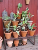 Hosta i krukker