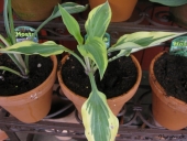 Hosta i krukker