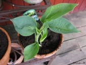 Hosta i krukker