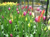 Tulipaner