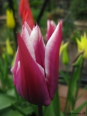 Tulipaner