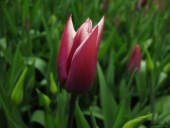Tulipaner