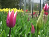 Tulipaner