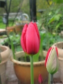 Tulipaner