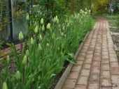 Tulipaner ved havesti