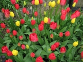 Tulipaner