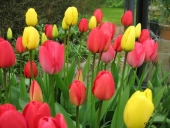 Tulipaner