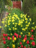 Tulipaner