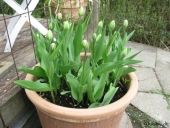 Tulipaner i krukke