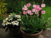 Tulipaner i krukke