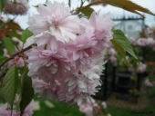 Japanskkirsebær i blomst